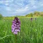 Crovina 4*