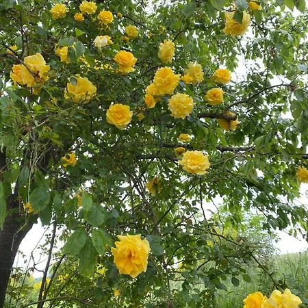 Crovina 4* Salsomaggiore Terme