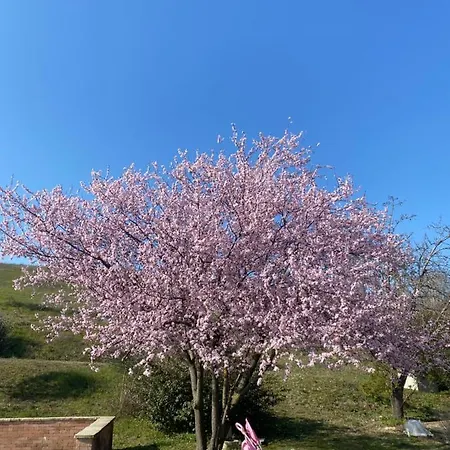 Crovina