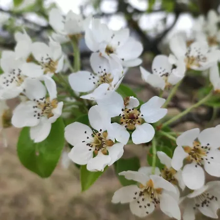 Crovina Salsomaggiore Terme