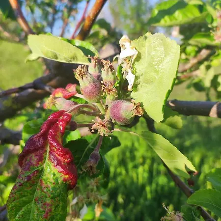 Crovina Salsomaggiore Terme
