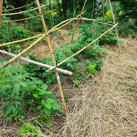 Alojamento de Acomodação e Pequeno-almoço Crovina