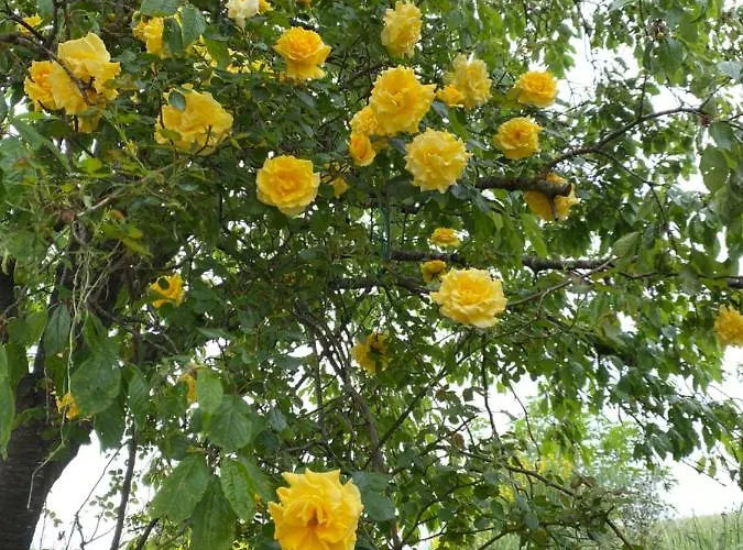 Crovina 4* سالسوماجّوري تيرمي