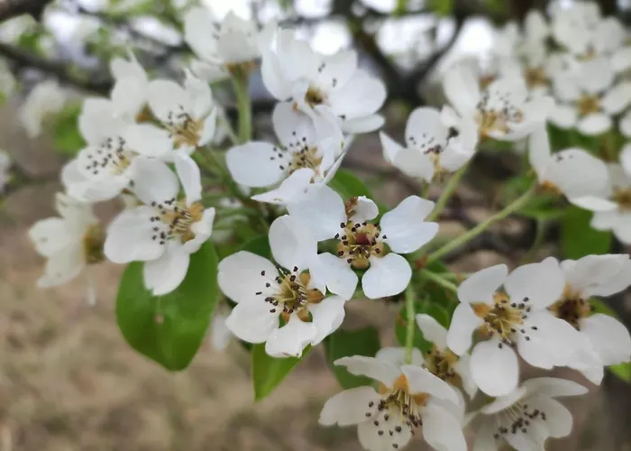 Crovina سالسوماجّوري تيرمي