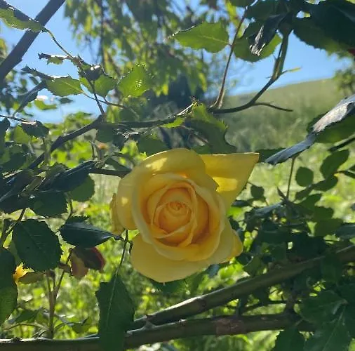 Crovina Bed & Breakfast