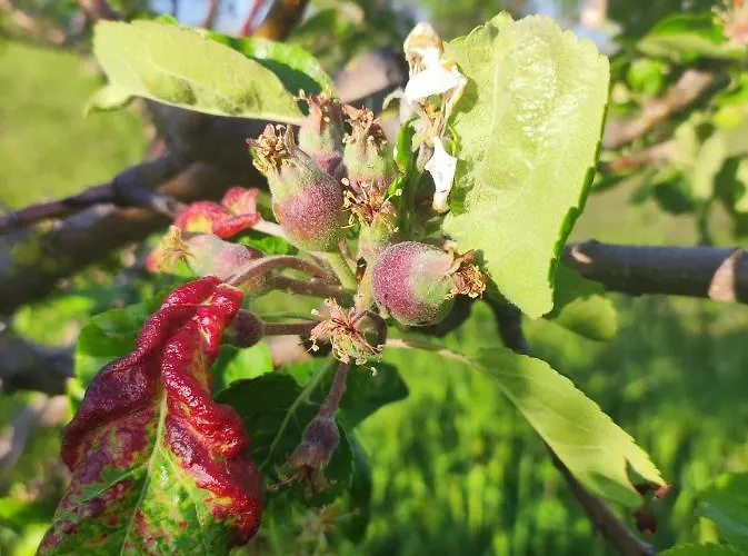 Crovina Salsomaggiore Terme